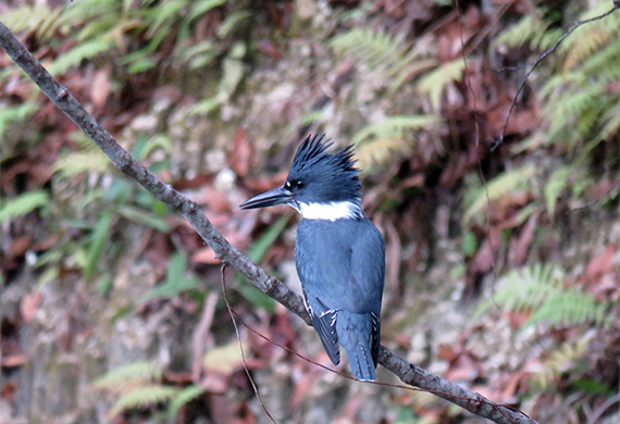Belted Kingfisher by Emilie Travis